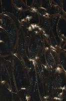 2013-11-23-11.07.30 ZS PMax.jpg